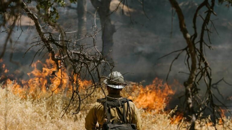 Indigenous fire forest burn