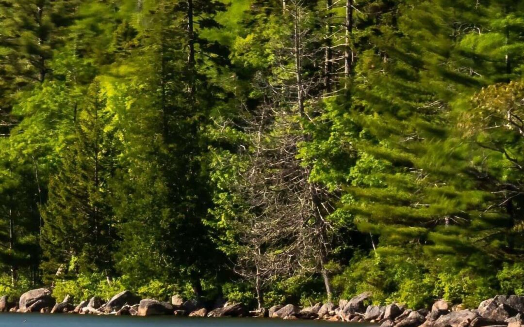 maine forest