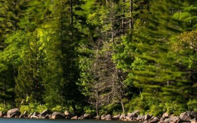 Navigating Challenges to Maine Forest Health: Past, Present, and Future