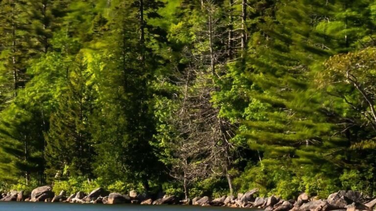 maine forest