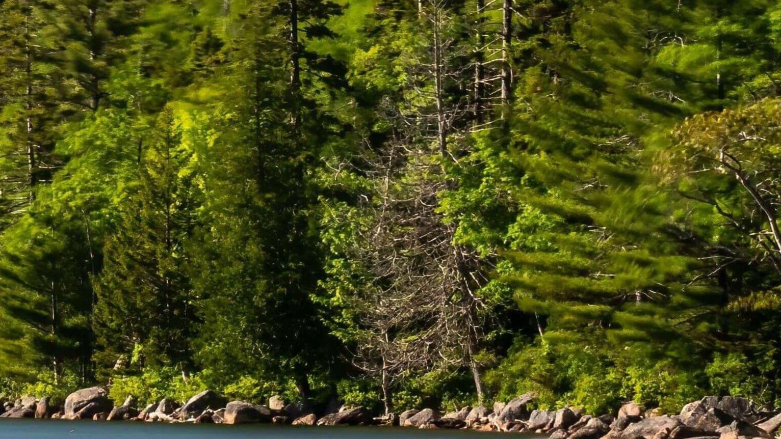 maine forest