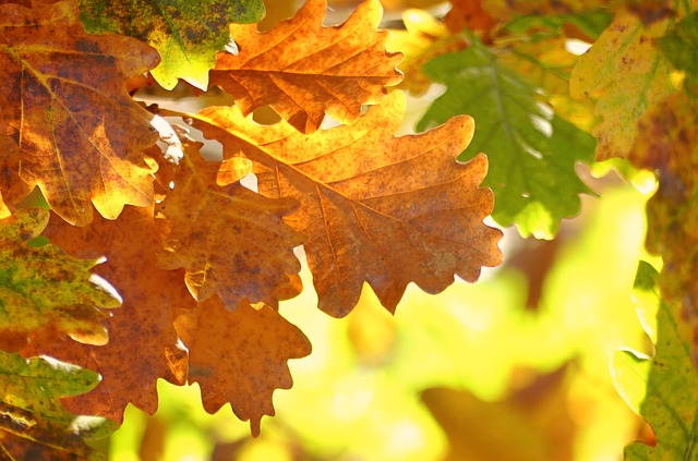 oak leaves 1777410 640