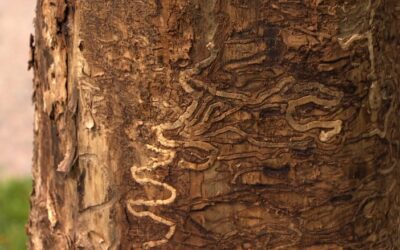 Emerald Ash Borer – EAB is Discovered At 3 Oregon Sites