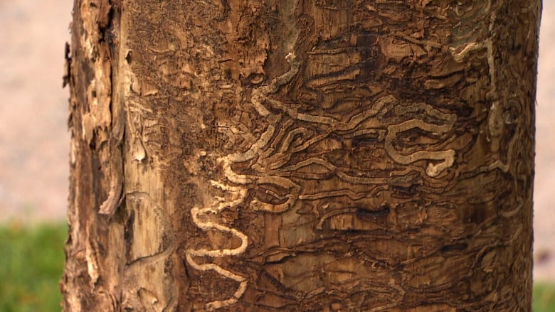 s galleries in a dead ash tree