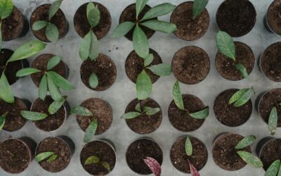 Why Tree Planting Alone Can’t Offset Fossil Fuel Emissions