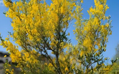 Scotch Broom in BC: Managing an Invasive Plant Threat