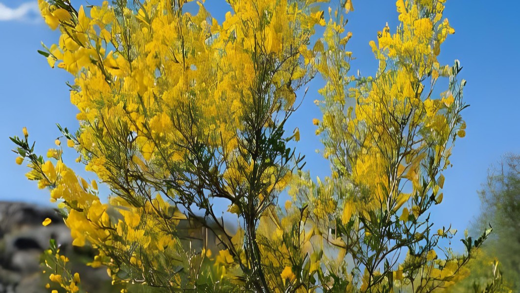 Scotch broom tree