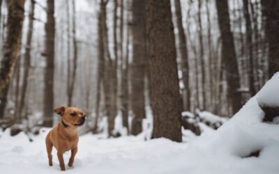 Snowmelt Impacts Forestry: Effects on North American Forests