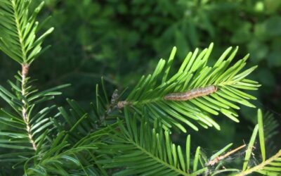 US Forest Service Spruce Budworm Response in Cook County, MN