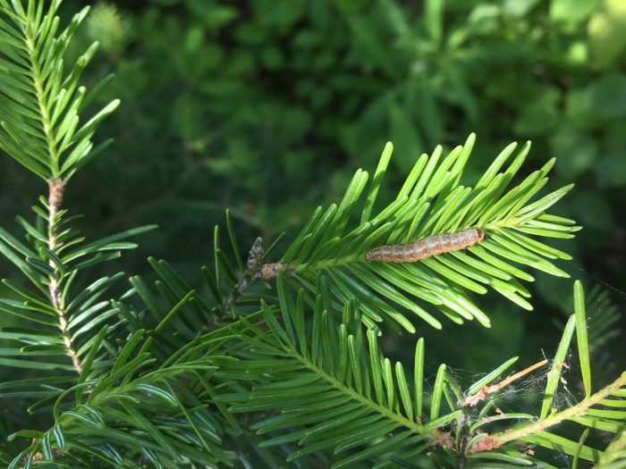 US Forest Service Spruce Budworm Response in Cook County, MN