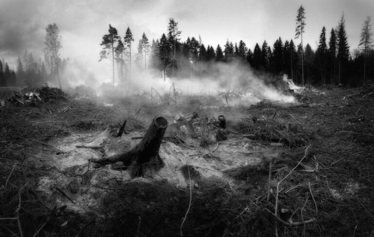 the aftermath of a forest fire charred trees and stumps in black and white