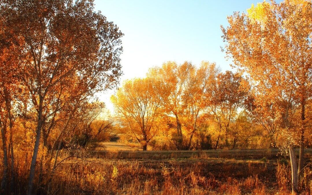New mexico forests