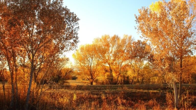 New mexico forests