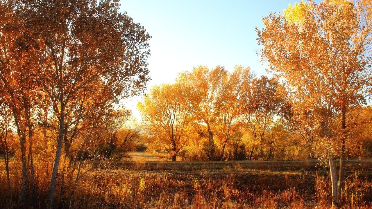 New mexico forests