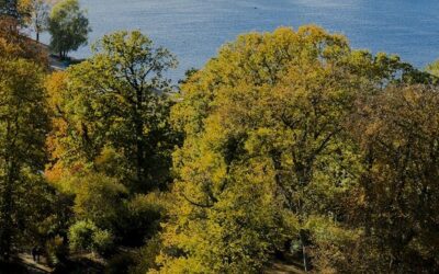 Urban Tree Canopy Benefits: Building Greener, Healthier Cities