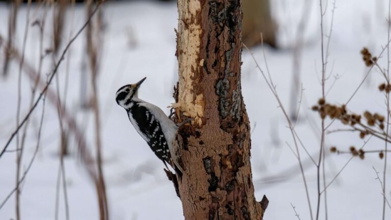 woodpecker drilling